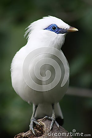 Bali Mynah Stock Photo