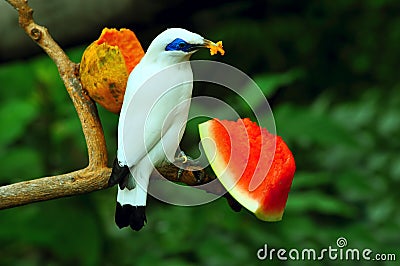 Bali mynah Stock Photo