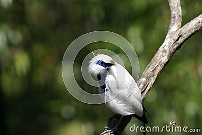 Bali Mynah Stock Photo