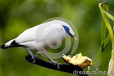 Bali Mynah Stock Photo