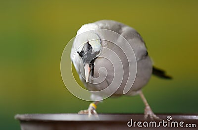 Bali Mynah bird Stock Photo