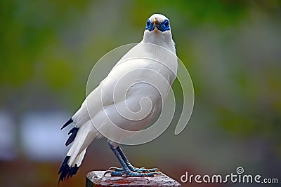 Bali mynah Stock Photo