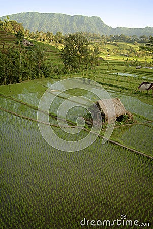 Bali Rice Field Stock Photo