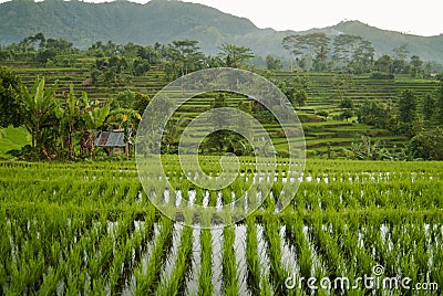 Bali Rice Field Stock Photo