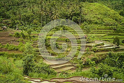Colorful Bali Rice Terraces Stock Photo
