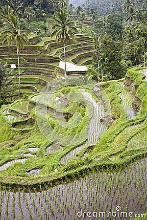 Bali ricefield Stock Photo