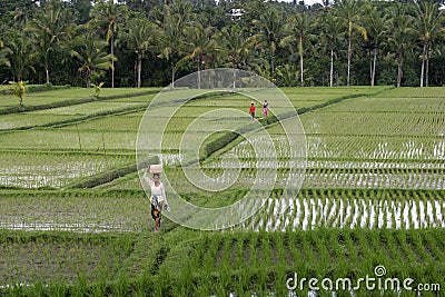 Bali, Ricefield Stock Photo