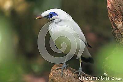 Bali starling Stock Photo