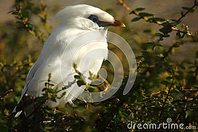 Bali Starling Stock Photo