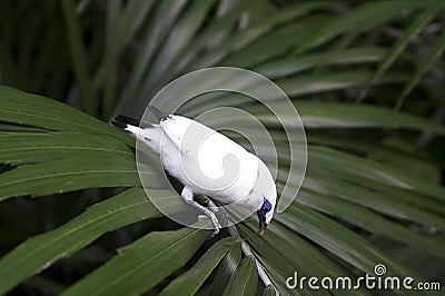 Bali starling (Leucopsar rothschildi) Stock Photo