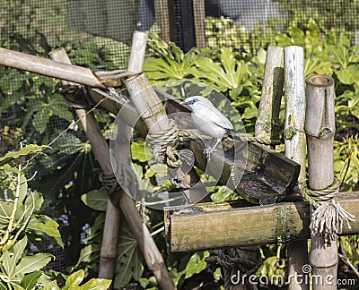 Bali Starling looking curious. Stock Photo