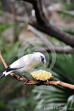 Bali Starling and the pipeapple Stock Photo