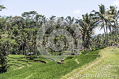 Bali Tegalalang Rice Terrace green field Ubud near historic Temple Kawi Gunung Stock Photo