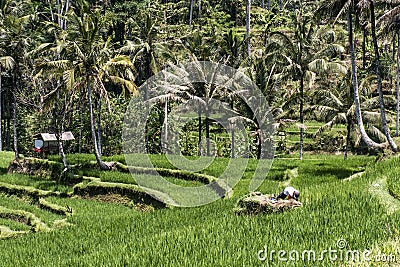 Bali Tegalalang Rice Terrace green field Ubud near historic Temple Kawi Gunung Editorial Stock Photo