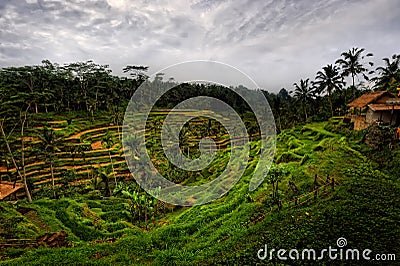 Bali - Tegalalang Rice Terraces Stock Photo