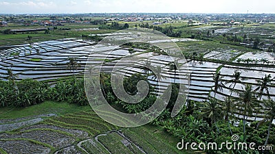 The Bali Terrace Rice Fields Stock Photo