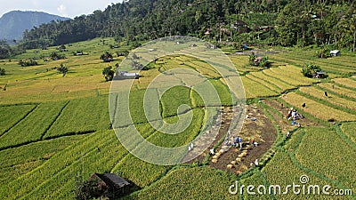 The Bali Terrace Rice Fields Stock Photo