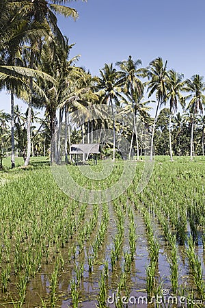 Bali terrace rice fields with palm trees behind. Stock Photo