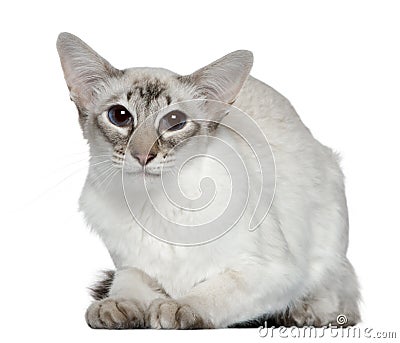 Balinese cat, 2 years old Stock Photo