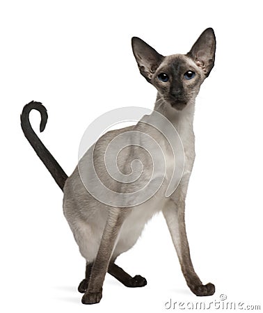 Balinese cat, 5 years old, sitting Stock Photo