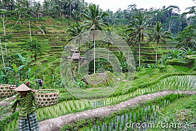 Balinese farmer with a basket working on green rice terraces UBUD, Indonesia, Bali, 11.08.2018 Editorial Stock Photo