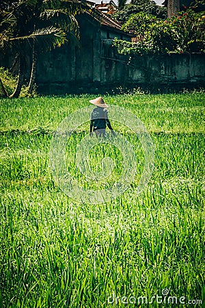 Balinese men in straw hat working on terrace field Editorial Stock Photo