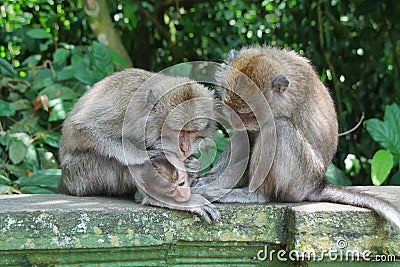 Balinese monkey with her baby Stock Photo