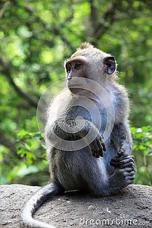 Balinese Monkey Stock Photo