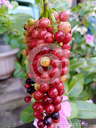 Balinese people give the name of this fruit & x22;boni& x22; it tastes sour, it& x27;s delicious to make salad Stock Photo