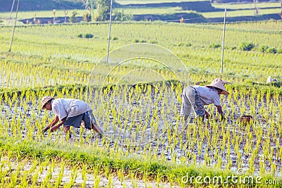 Balinese Rice Farmer near Ubud Indonesia Editorial Stock Photo