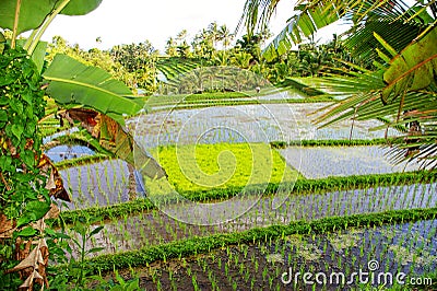 Balinese rice fields Stock Photo