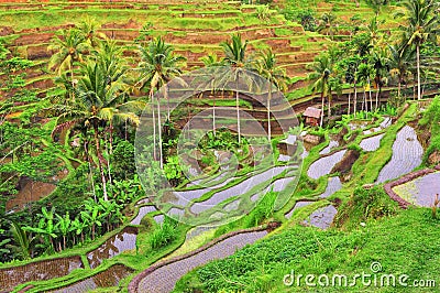 Balinese rice fields terrace Stock Photo