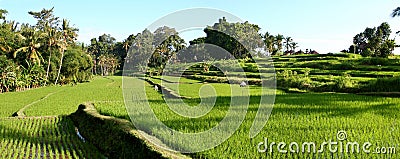 Balinese Rice Terraces Stock Photo