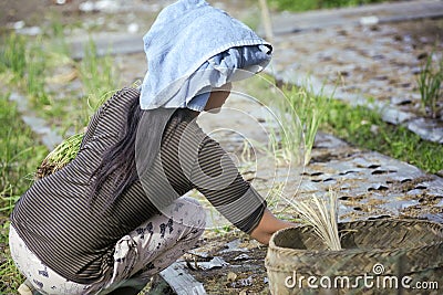 Balinese Woman Planting Green Onions ( scallions ) in the Soil. Editorial Stock Photo