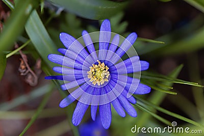 Balkan anemone Anemone blanda Stock Photo