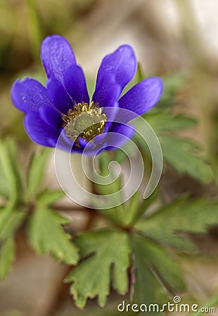 Balkan anemone Stock Photo