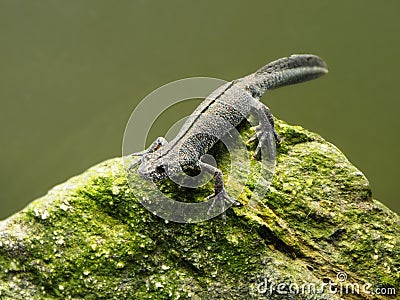 Balkan crested newt or Buresch`s crested newt Triturus ivanbureschi Stock Photo