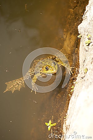 Balkan frog Stock Photo