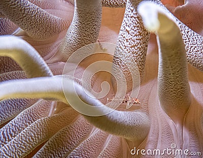 Ball Anemone Stock Photo