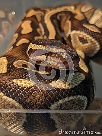 Ball python display at reptile show Stock Photo