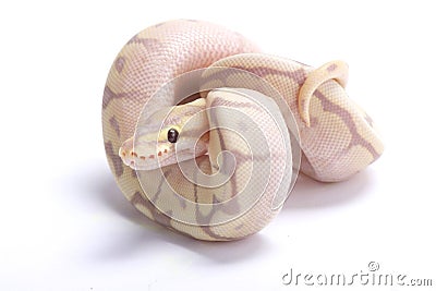 Ball python,Python regius Stock Photo