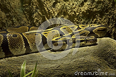 The Ball python, royal python Python regius Stock Photo