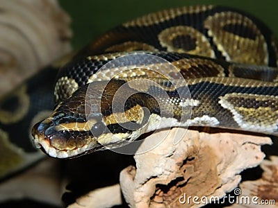Ball Python, Royal Python, Python regius, up close and resting on a branch with a friendly look Stock Photo
