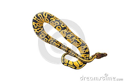 Ball python on white background Stock Photo