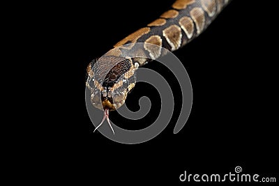 Ball or Royal python Snake on Isolated black background Stock Photo