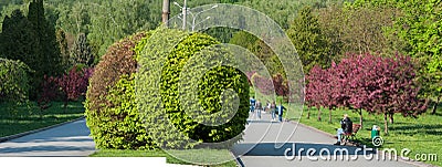 ball-shaped bushes and flowering trees, a landscape of the park in spring Editorial Stock Photo