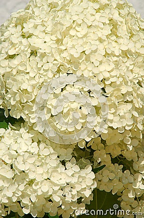 Ball of white blossoms Stock Photo