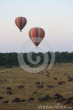 Balloon above the herds Stock Photo