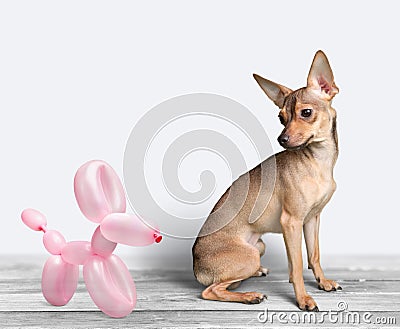 Balloon dog and real dog Stock Photo