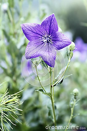 Balloon Flower Stock Photo